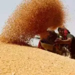 Best Time to Sell Wheat news