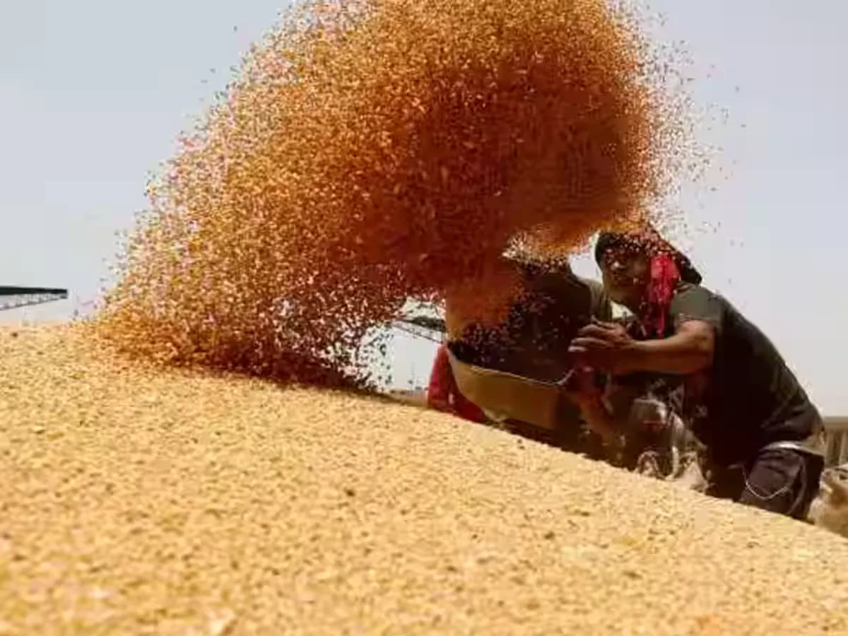 Best Time to Sell Wheat news